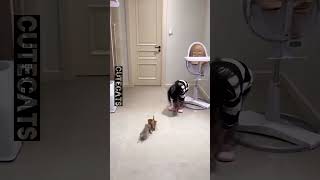 cute pets #boxofficemovies #greatmoments #love #bollywood #music #film