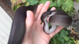 Ball Python Morphs: Super Black Pastel