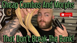Cheap Ball Python Combos And Morphs That Don't Break The Bank!
