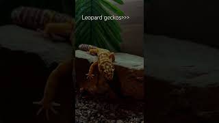 #reptile #snakes #boaimperator #boaconstrictor #snakehandler #royalpython  #ballpython #leopardgecko