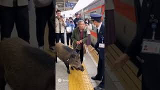搞笑阿嬤牽著山豬去坐火車 #shorts #shortvideo #搞笑 #火車
