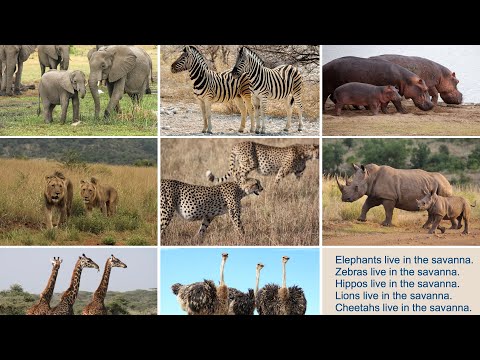 Savanna Animals for Kids | PlayWorksheet
