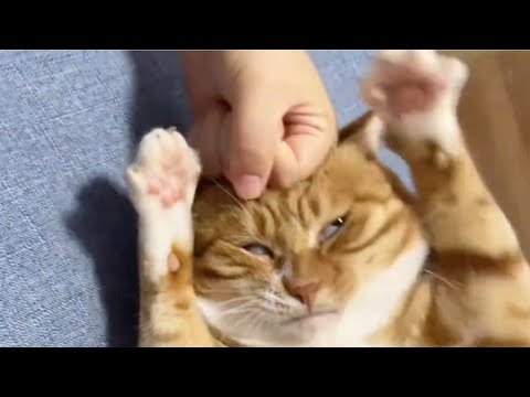 The FUNNIEST Moments of Dogs & Cats! 🐶🐱