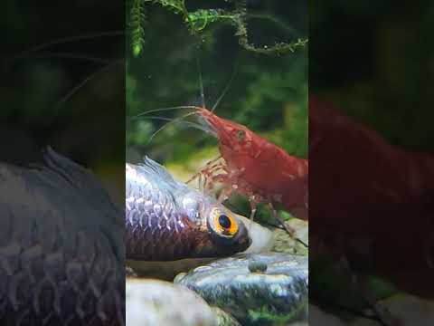 red cherry eat fish