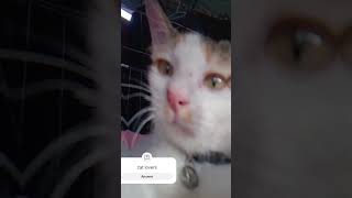 my cat dedam with baby