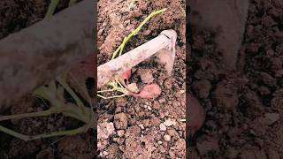 #agritools #farmer life #tonglufeng #agriculture #agritool #youtubeshorts #viral