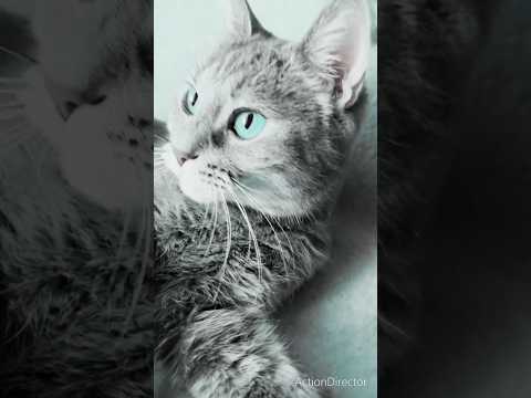 #Tiere #motivation #alone #relaxing