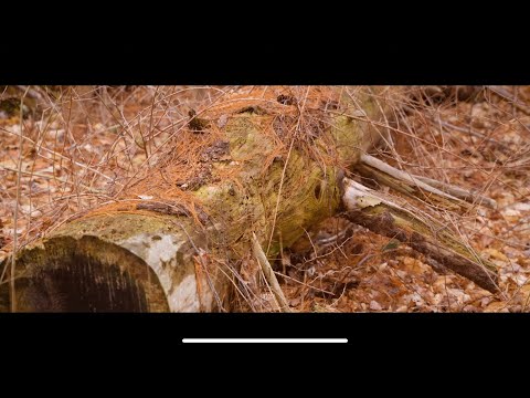 Nature Walk | Sony FX30 Cinematic