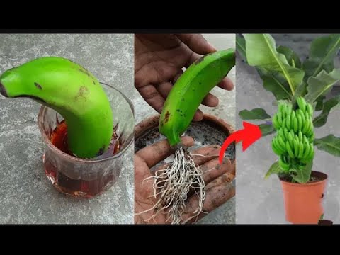 Banana trees