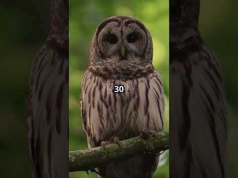 Why the U.S. Plans to Cull 450,000 Owls