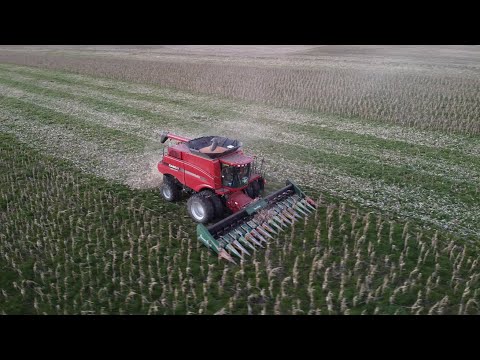 Corn harvesting