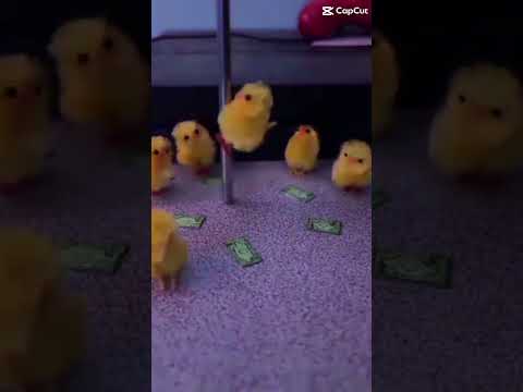Chicks