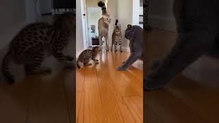 🔥🐱 Mother Cat’s Warning Slap #ProtectiveMother #AnimalBehavior #CatDrama #ViralShorts