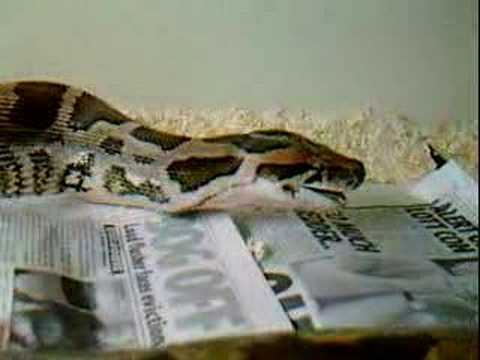 indian python eating part 4