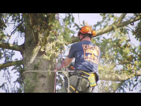 Cascade Tree Works - Vicki s Testimony