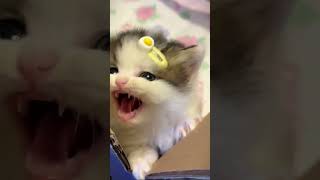 So pretty🐾🥺 #catshorts #animals #cute #cat #catcontent #cutepets #meowmagic #pets