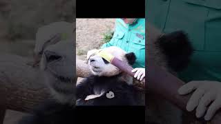 Panda Club #487 #PandaClub #Shorts #panda #CutePandas #FunnyPandas #PandaLovers