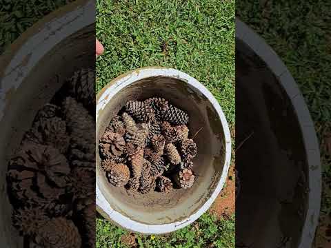 Eco-Friendly Container Gardening Hack
