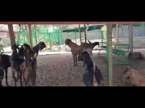 Goats for sale 400 per kg
