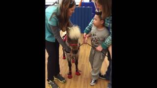 Marklund Day School student with mini horse