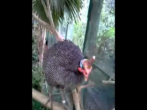 Guinea fowl on sight