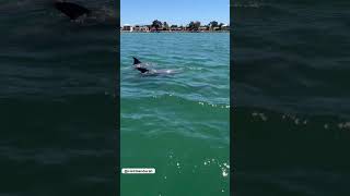 Creatures of the Wild 🐬🐬#dolphins4k