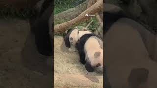 #PandaClub #Shorts #panda #CutePandas #FunnyPandas #PandaLovers