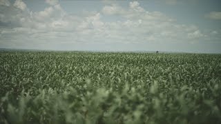 The Value of High-Quality Soybean Meal
