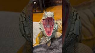 girgit vs chameleon #chameleon #girgit #lizard #viral #trending