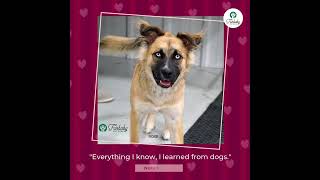 Happy Valentine's Day from Furbaby Pet Care!