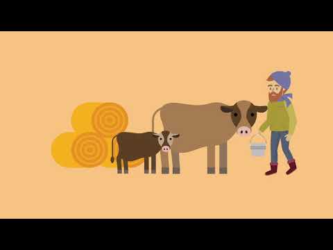 18080303   Wondering about   Animal Care Skylight Visual Media Skylight Visual Media Video Productio