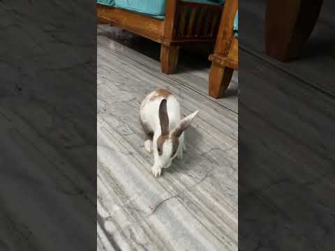 Trying to make a tunnel#Choco #cute #rabbit #shorts #viral #trending #pets