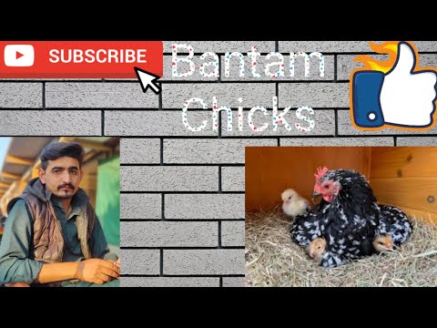 Colour Chicks|Colour Chicks and Bantam Hens Playing