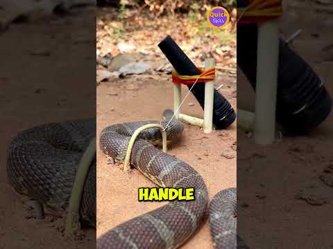 Brilliant Snake Trap Using SimpleTools!🐍🪤 Intelligence or Luck? #SnakeTrap #WildlifeSkills #Shorts
