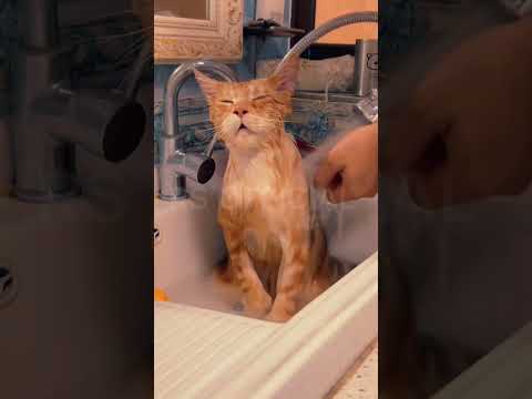 Watch as owners try to bathe their cats, but it ends up being hilarious