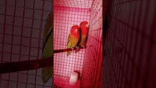 lovebird pair #lovebirds #love #lovebirdmania #love #shorts #ytshorts #viral
