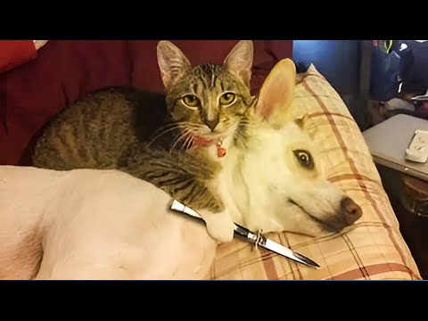 Animals With Zero Brain Activity 😂 Funniest Cats and Dogs Videos 2025 😹
