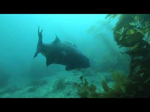 Catalina Dive Park - Avalon - 4 Giant Black Sea Bass | SCDiving PADI Pro's with students