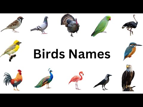 Birds Name | Names of birds in english | Basic english learning | birds sounds | List of birds| bird