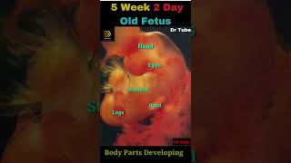 5 Week 2 Days Old Little Fetus is Developing In A Wonderful Way In The Mother's Womb👶 Body part grow