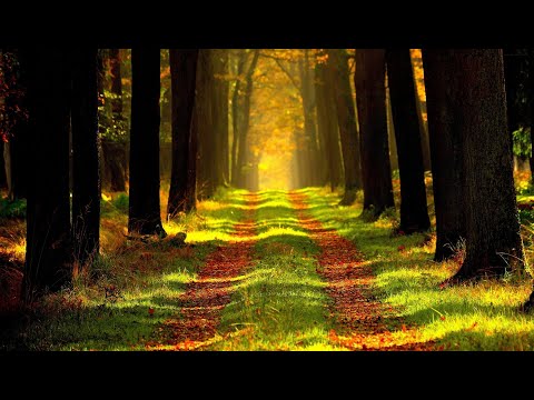 Relaxing Music | Inspirational Music | Beautiful Nature