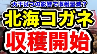 今年は収量減？【北海コガネ収穫開始】