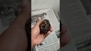 ball python #ballpython #ballpythonmorph #ballpythons #royalpython #ronaldo #messi