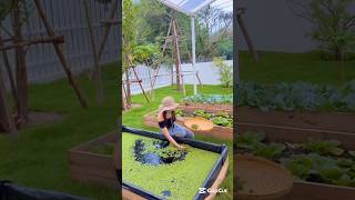 Peaceful Rural Life In Tropical Areas #peaceofmind #calmmind #ruralliving