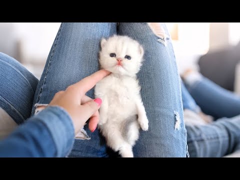 Cutest kittens will brighten your day ♥