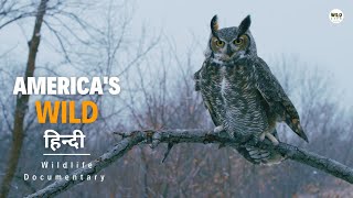 America's Wild, Winter - हिन्दी डॉक्यूमेंट्री | Wildlife documentary in Hindi