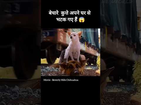 Beverly Hills Chihuahua Full Movie Explained in Hindi #beverlyhills #dog #dogmovie #dogs #dogshorts