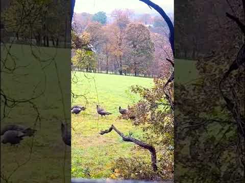 Fall turkey kill shot 35 yards with the crossbow!#shorts #hunting #tactacam #killshot #turkey #fyp