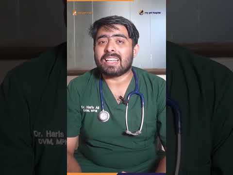 Learn About Types of Vet Food - My Pet Hospital