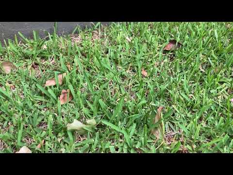 Growing Sapphire Buffalo (B12)